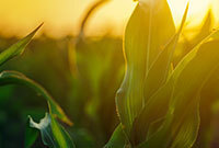 HNRK Wins Insurance Coverage Trial for Syngenta